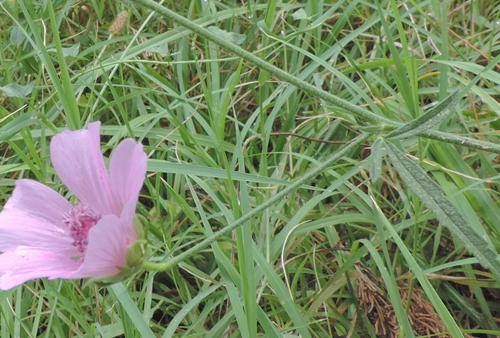 Althaea cannabina